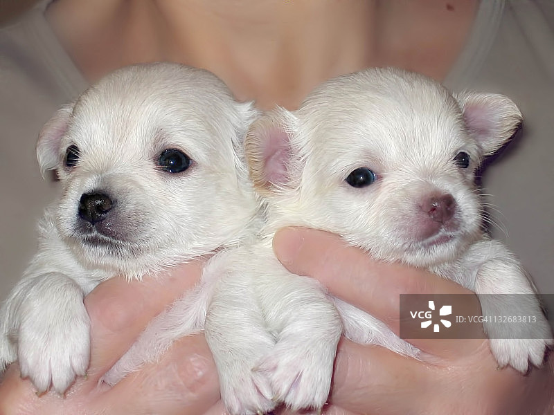 四周大的吉娃娃幼犬图片素材