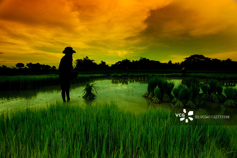 稻田里的工人图片素材