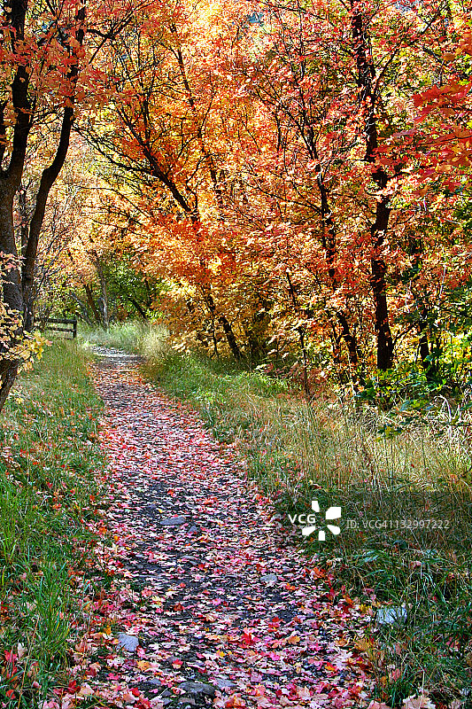 穿过秋日森林的小径图片素材