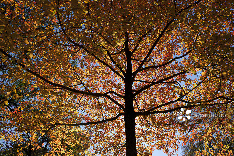 树上的秋色图片素材
