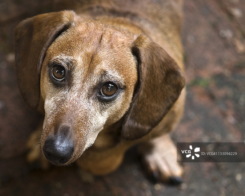 抬头看镜头的腊肠犬图片素材