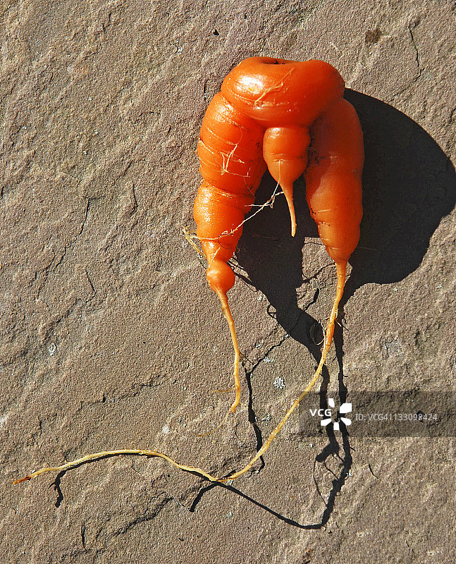 拟人化的胡萝卜图片素材