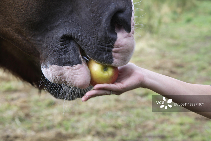 喂马图片素材