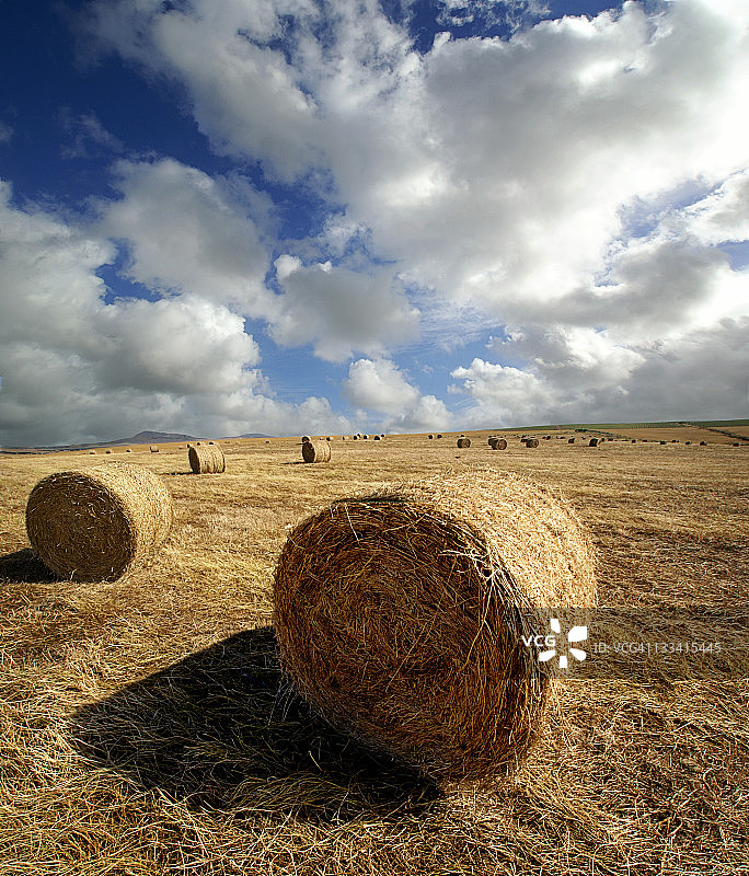 干草蜂蜜图片素材