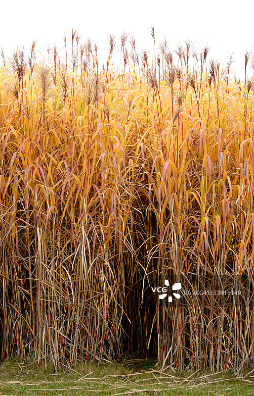 金色草地图片素材