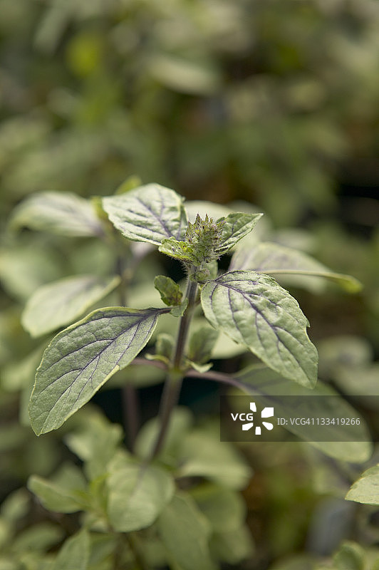 杂色非洲蓝罗勒图片素材