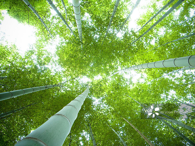 竹林俯视图图片素材