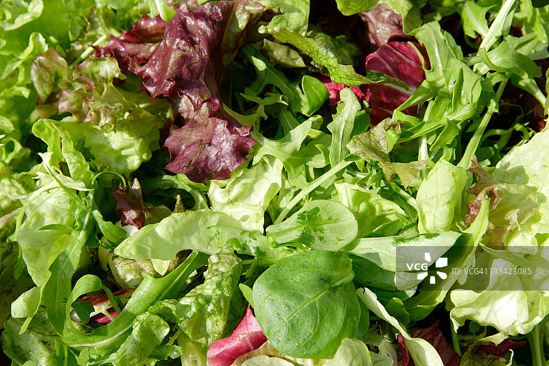 混合新鲜生菜图片图片素材