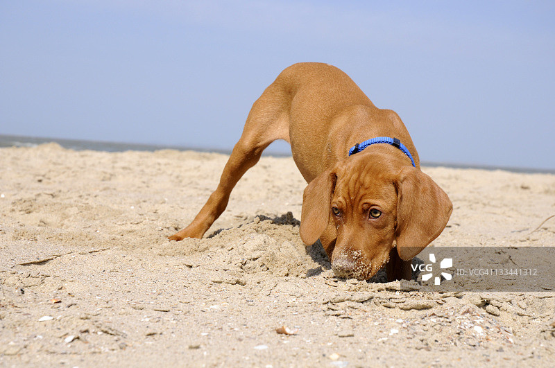 沙土狗图片素材