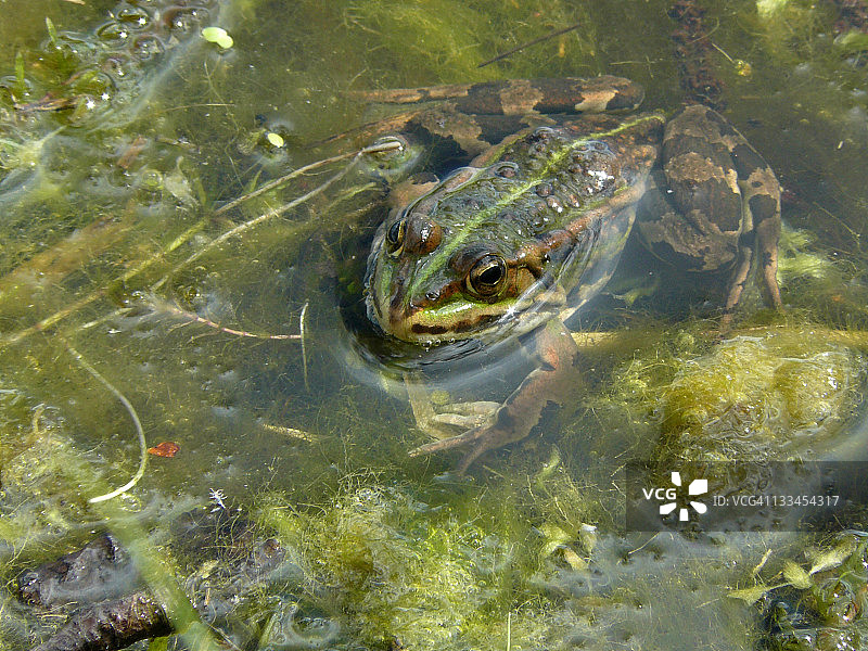 沼泽居民图片素材