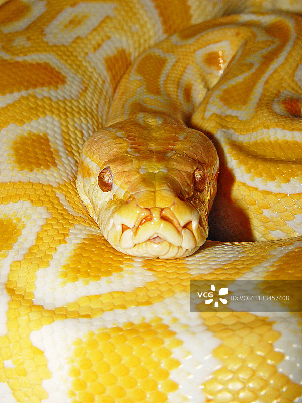 缅甸蟒蛇 4图片素材