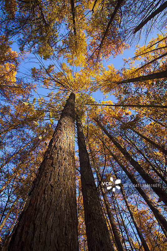 落叶松树图片素材