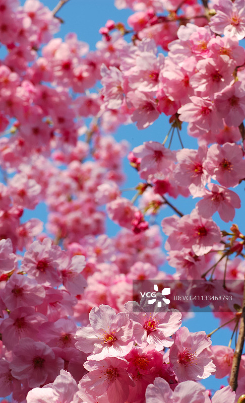 樱花之梦图片素材