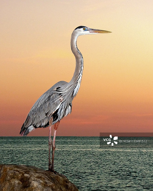 大蓝鹭在海边日落中图片素材