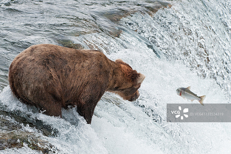 错失三文鱼的棕熊图片素材