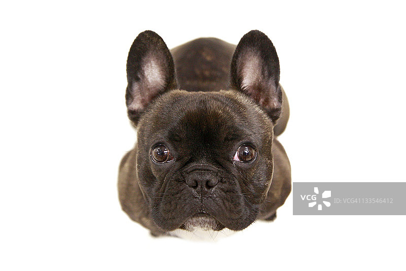 虎斑法斗图片素材