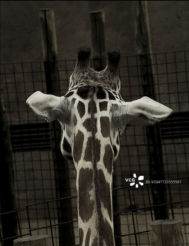 长颈鹿图片素材