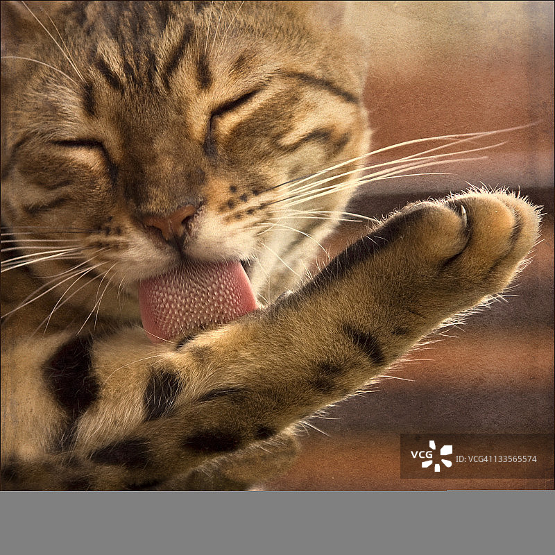 孟加拉猫舔爪子图片素材