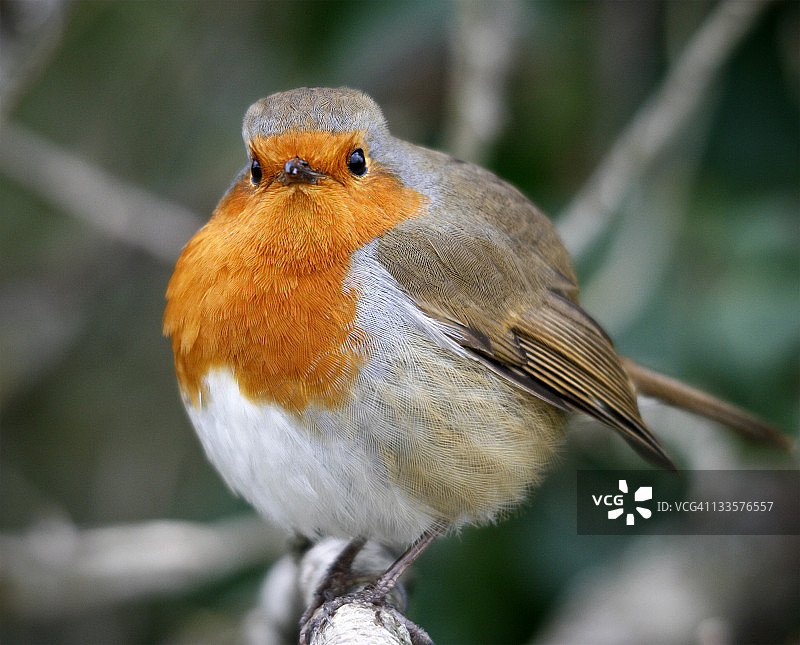 知更鸟图片素材
