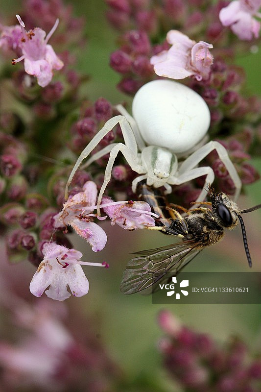蟹蛛大战食蚜蝇图片素材