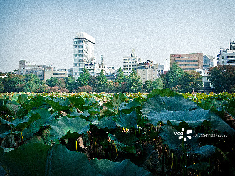 公园一景图片素材