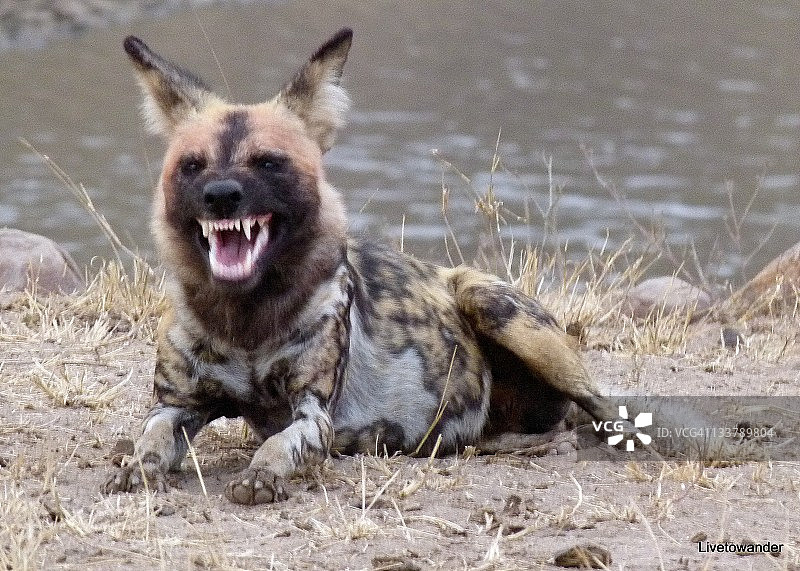 张着嘴坐在河边的野狗图片素材