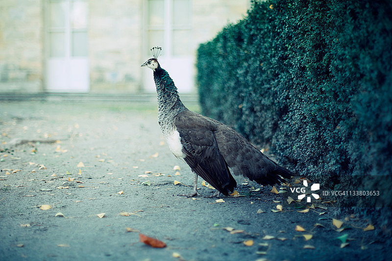 从灌木丛中飞出的孔雀图片素材