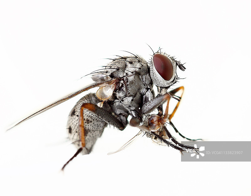 苍蝇捕食苍蝇图片素材