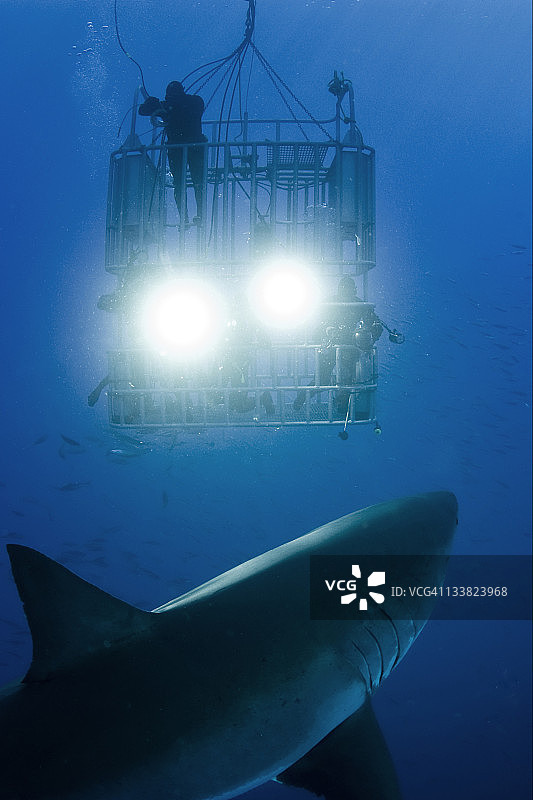 大白鲨图片素材