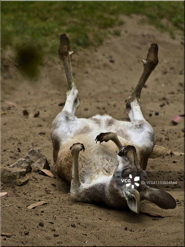 袋鼠在地上打滚图片素材