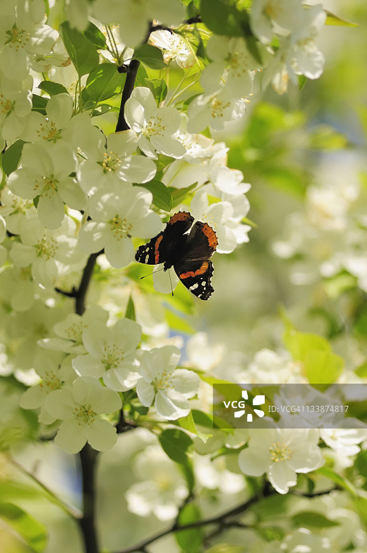 春天白色棠梨花中的帝王蝶图片素材