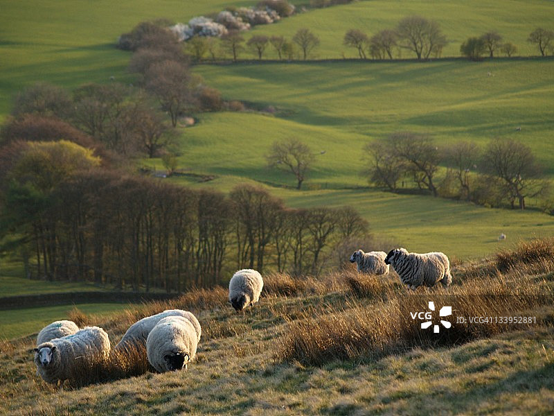 阳光明媚的傍晚山坡上的绵羊图片素材