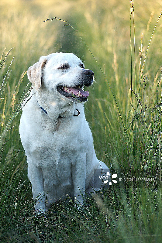 田野里的拉布拉多犬图片素材