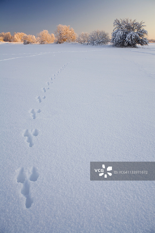 雪地上的痕迹冬季风光图片素材
