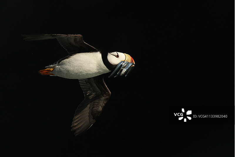 角海鹦图片素材