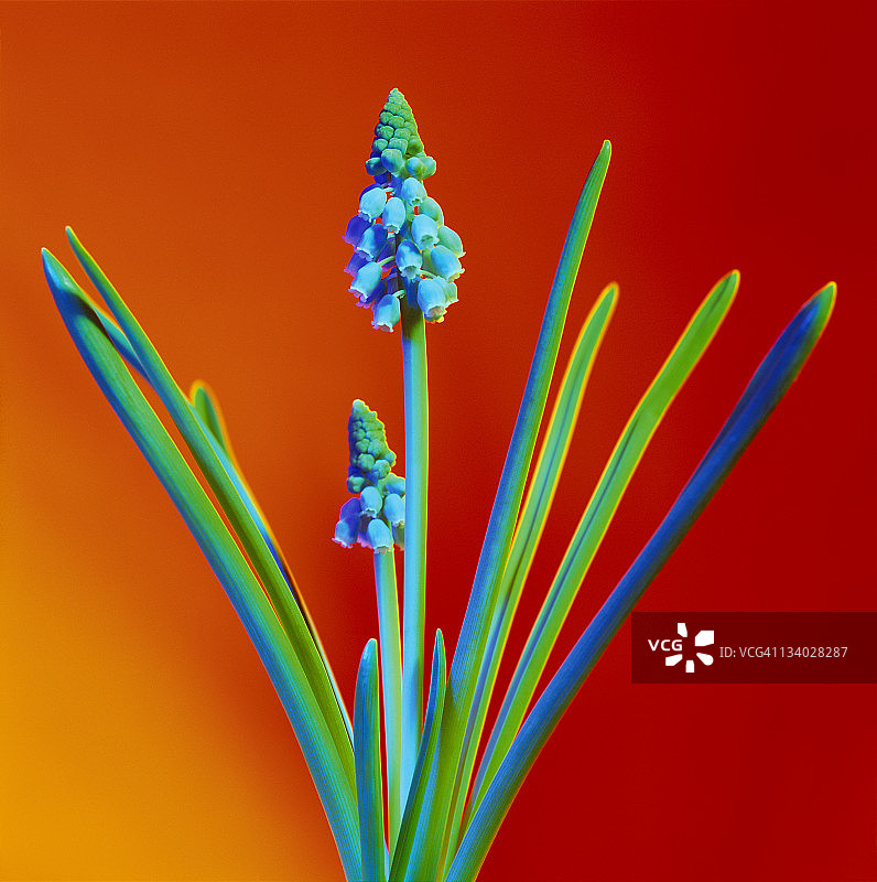 葡萄风信子图片素材