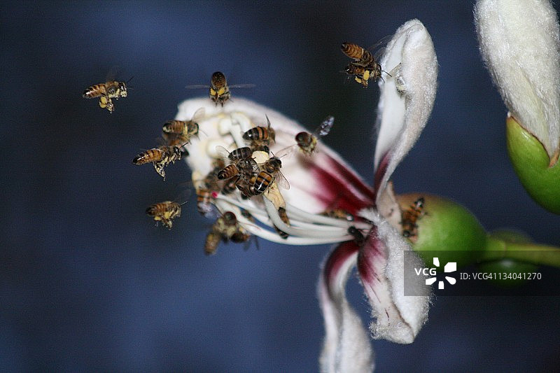木棉树图片素材