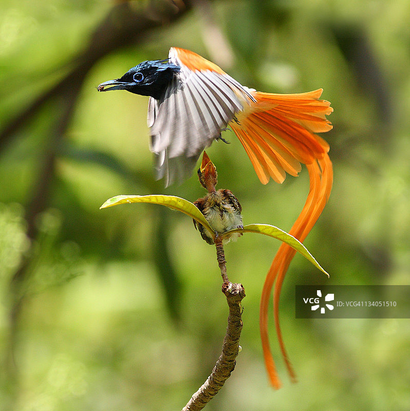 天堂鸟图片素材