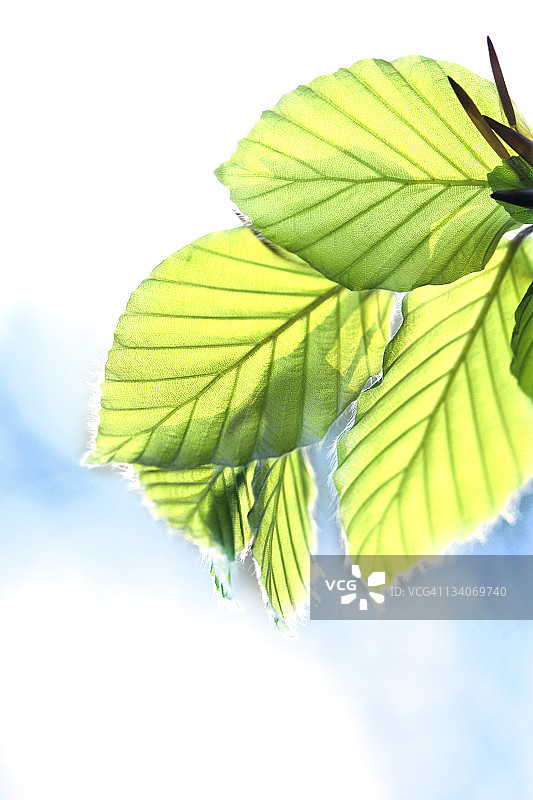 阳光穿过春天的山毛榉树叶图片素材