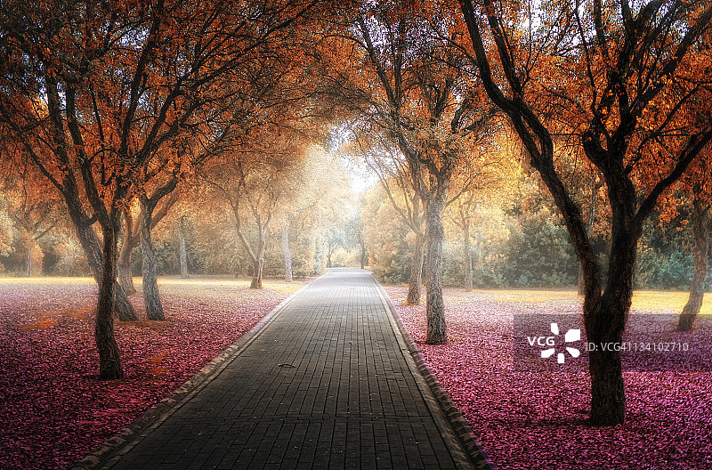 塞维利亚阿拉米略公园的空旷小路图片素材