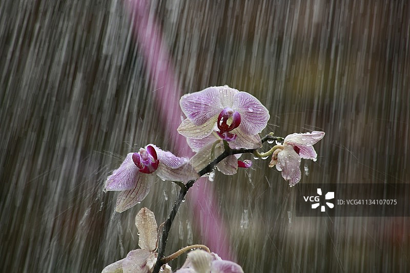 溺水的兰花图片素材