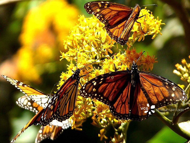 帝王蝶图片素材