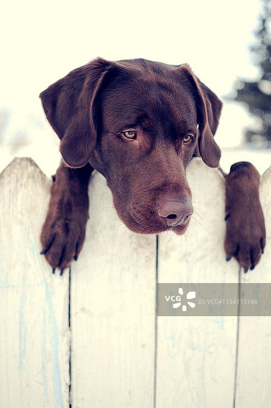 拉布拉多寻回犬图片素材