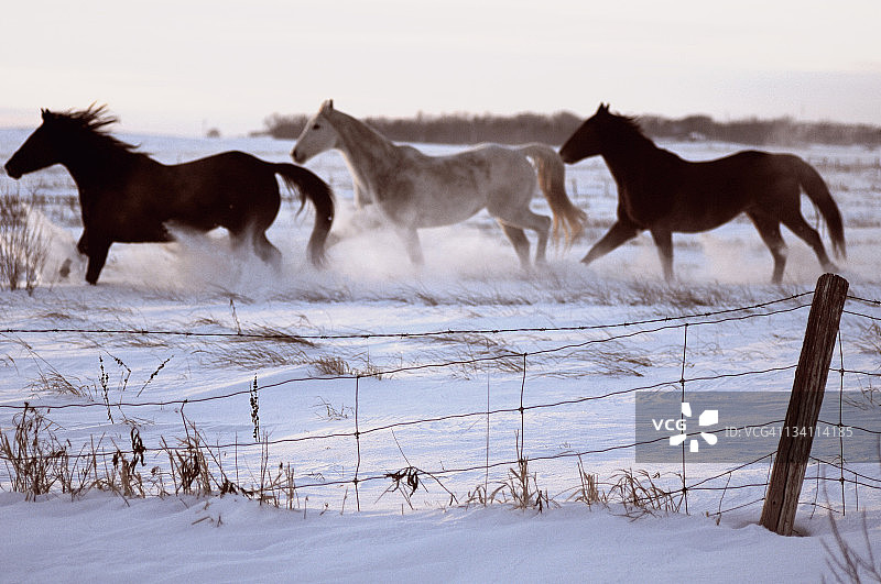 雪地奔马图片素材