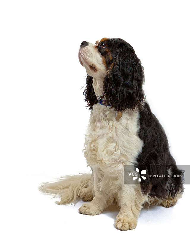 查理士王可卡犬图片素材