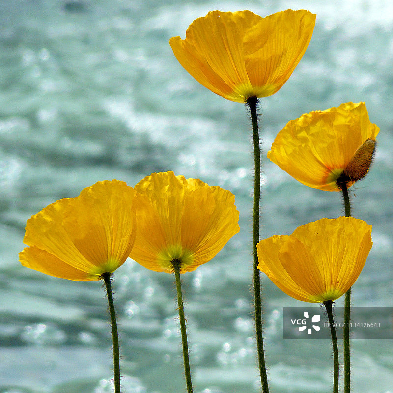 北极罂粟图片素材