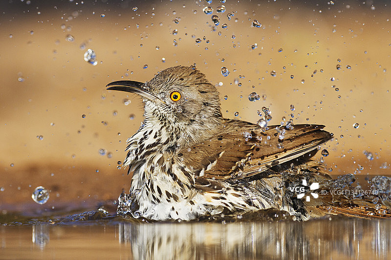 长嘴嘲鸫在水坑中沐浴图片素材