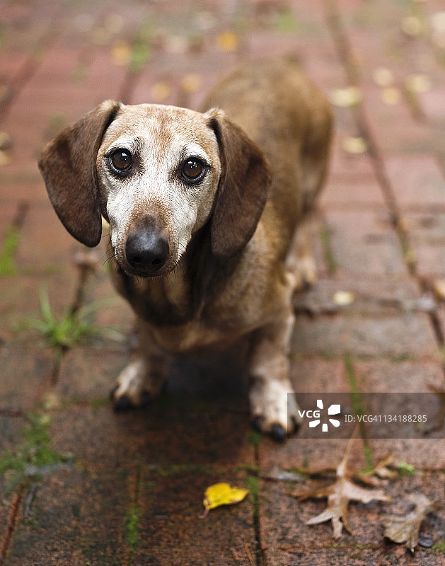 狗狗看着镜头图片素材
