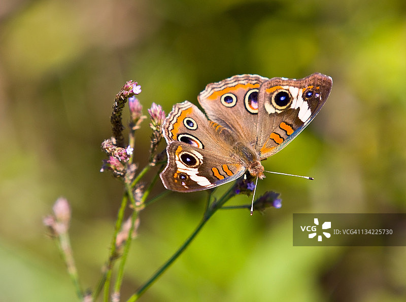 普通北美 buckeye 蝴蝶图片素材