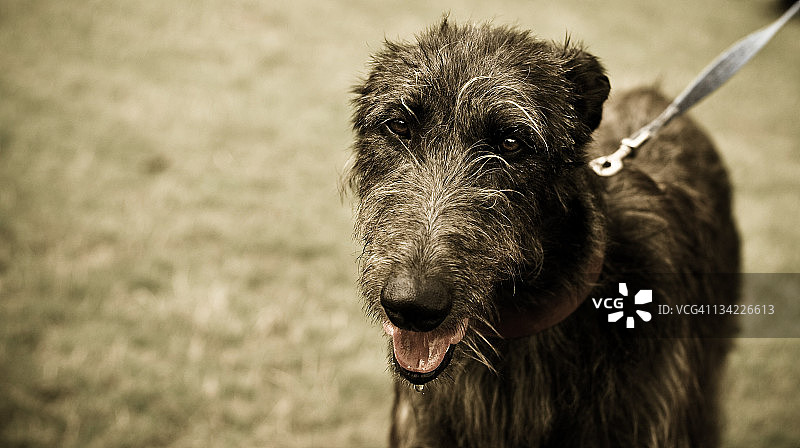 苏格兰猎鹿犬图片素材